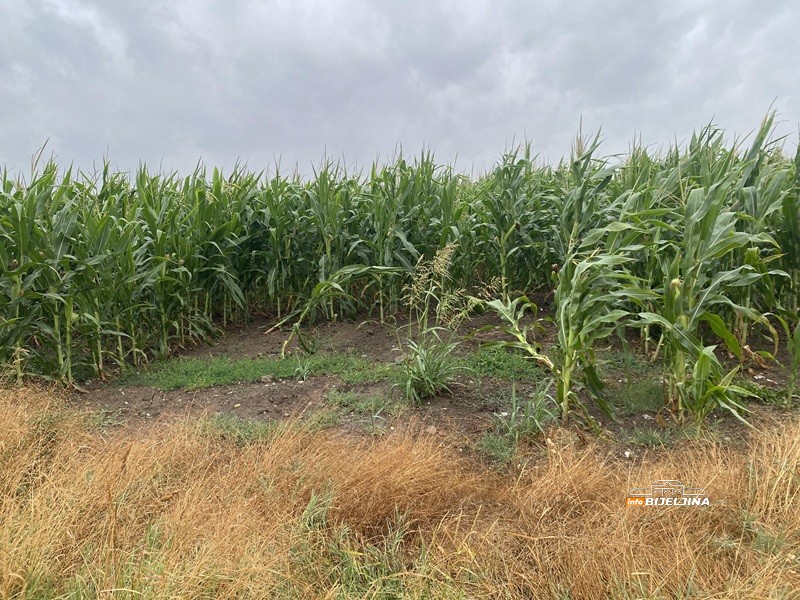 Ima li spasa za kukuruz u Semberiji: Na dvije susjedne parcele razlika 80 odsto (FOTO)
