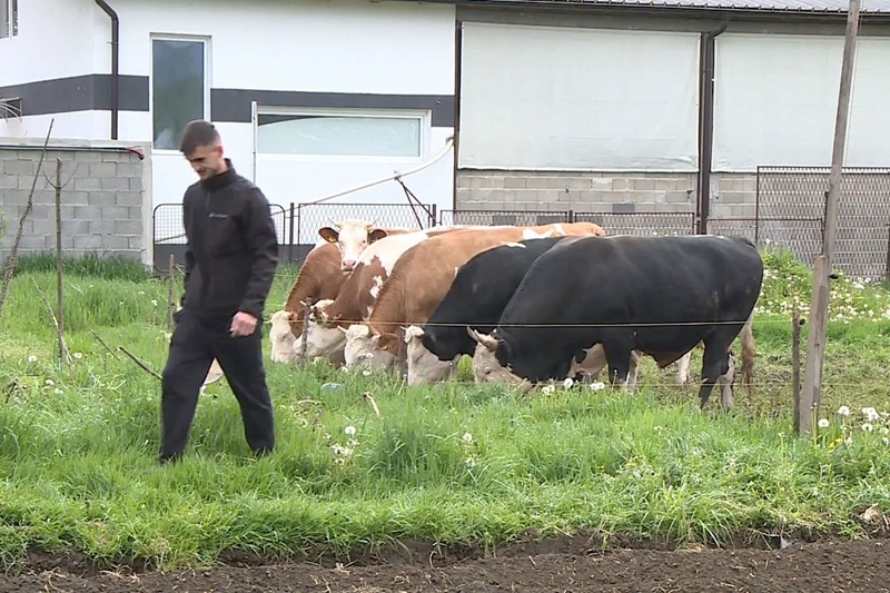 Dok svi odlaze, on se vratio i postao jedan od najvećih farmera u Sanskom Mostu