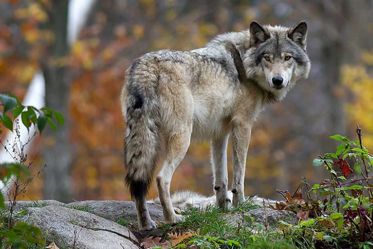 Strava u BiH: Vuk usmrtio četiri psa i kozu