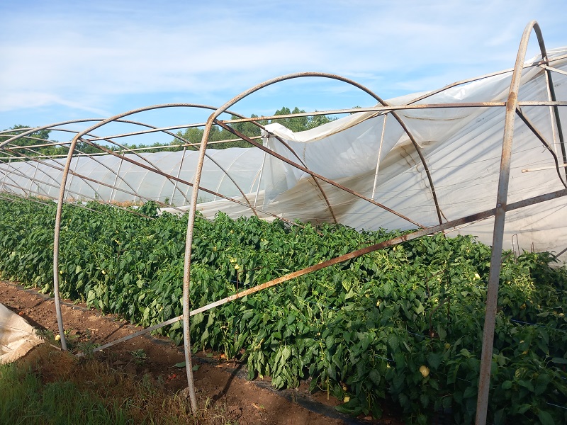 InfoBijeljina u Velikoj Obarskoj: Plastenici uništeni, letjeli i krovovi (FOTO)