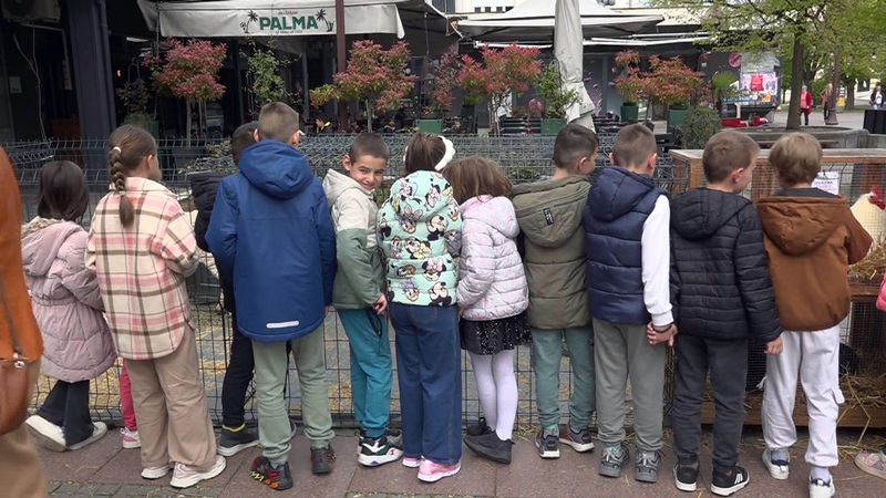 Izložba u Brčkom okupila više od 1.000 djece: Paunovi, koze i 13 rasa živine oduševili mališane
