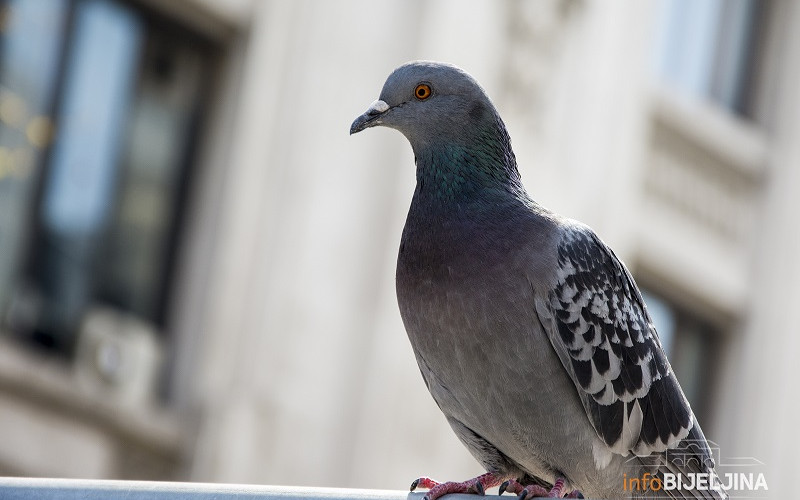Kako otjerati golubove s terase?