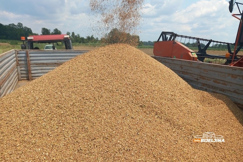 Počeo otkup pšenice u Srpskoj: Cijene variraju – evo šta nude mlinari i kome najviše ide