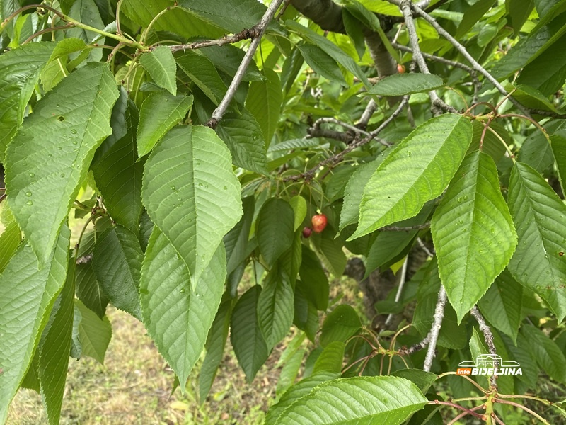 Nema šljive na Majevici – hoće li postati luksuz kao trešnja?