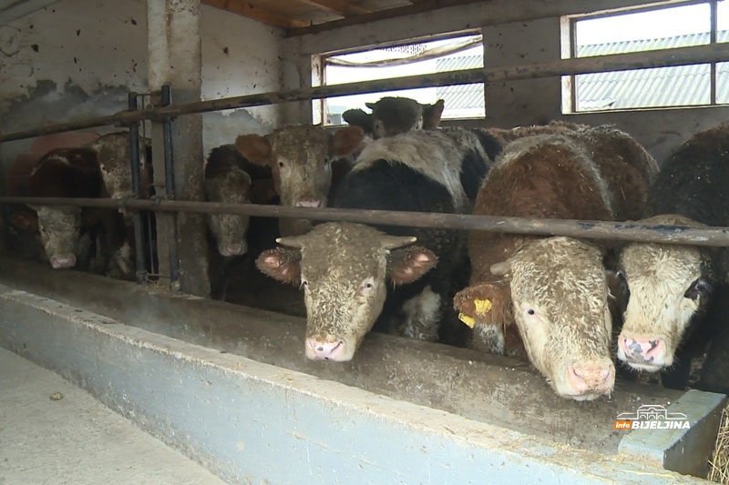 Porodica iz Lopara pokazuje da selo ima budućnost: 