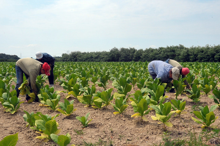 Semberija: Bolja cijena i podsticaji sačuvali proizvodnju duvana