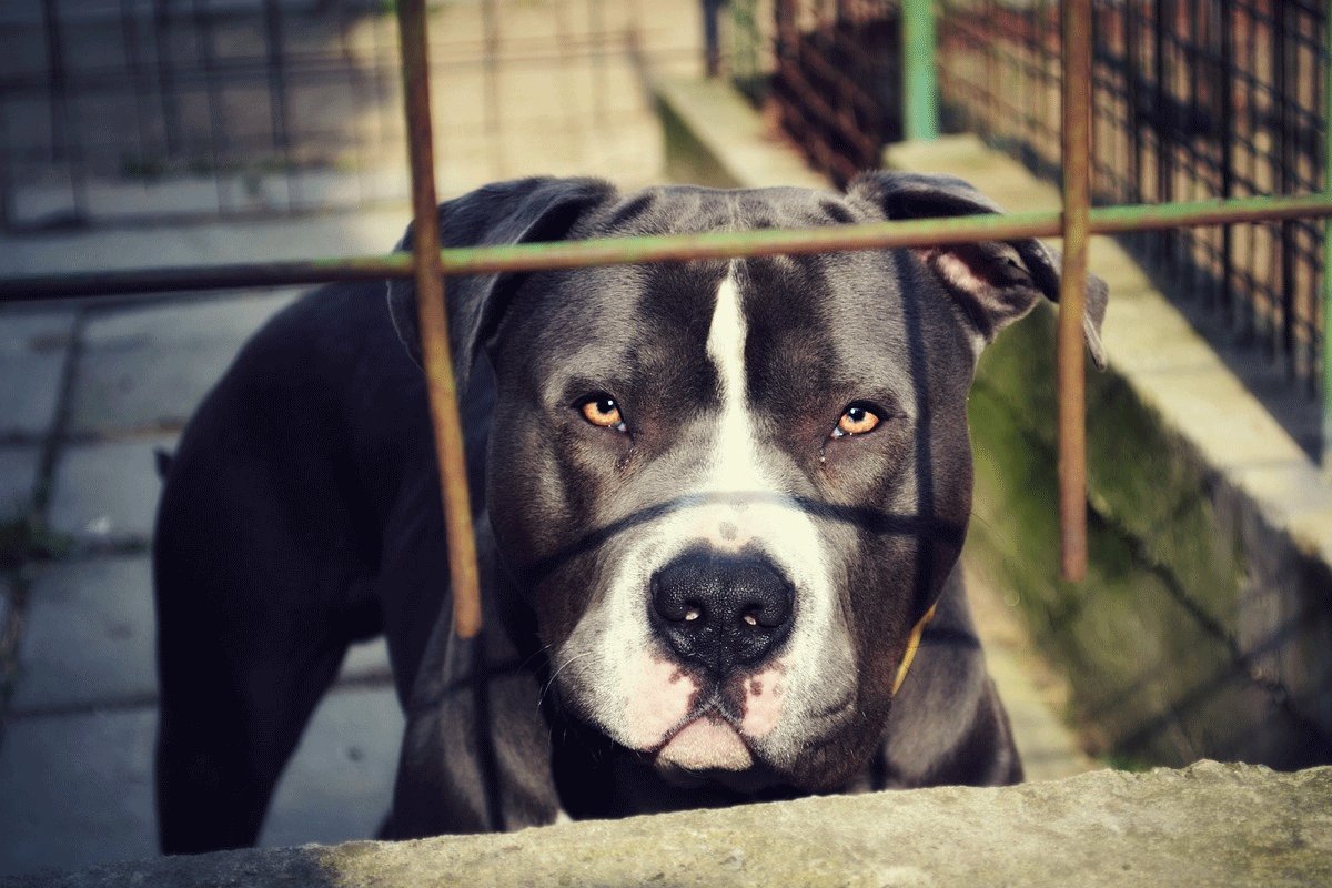 Horor u Novom Sadu: Pitbul usmrtio svog vlasnika