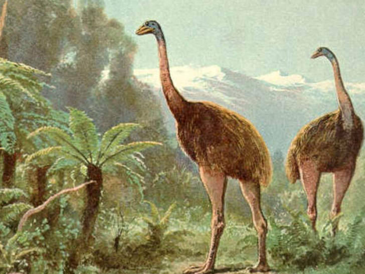 Kompanija iz Teksasa namjerava da oživi izumrlu pticu