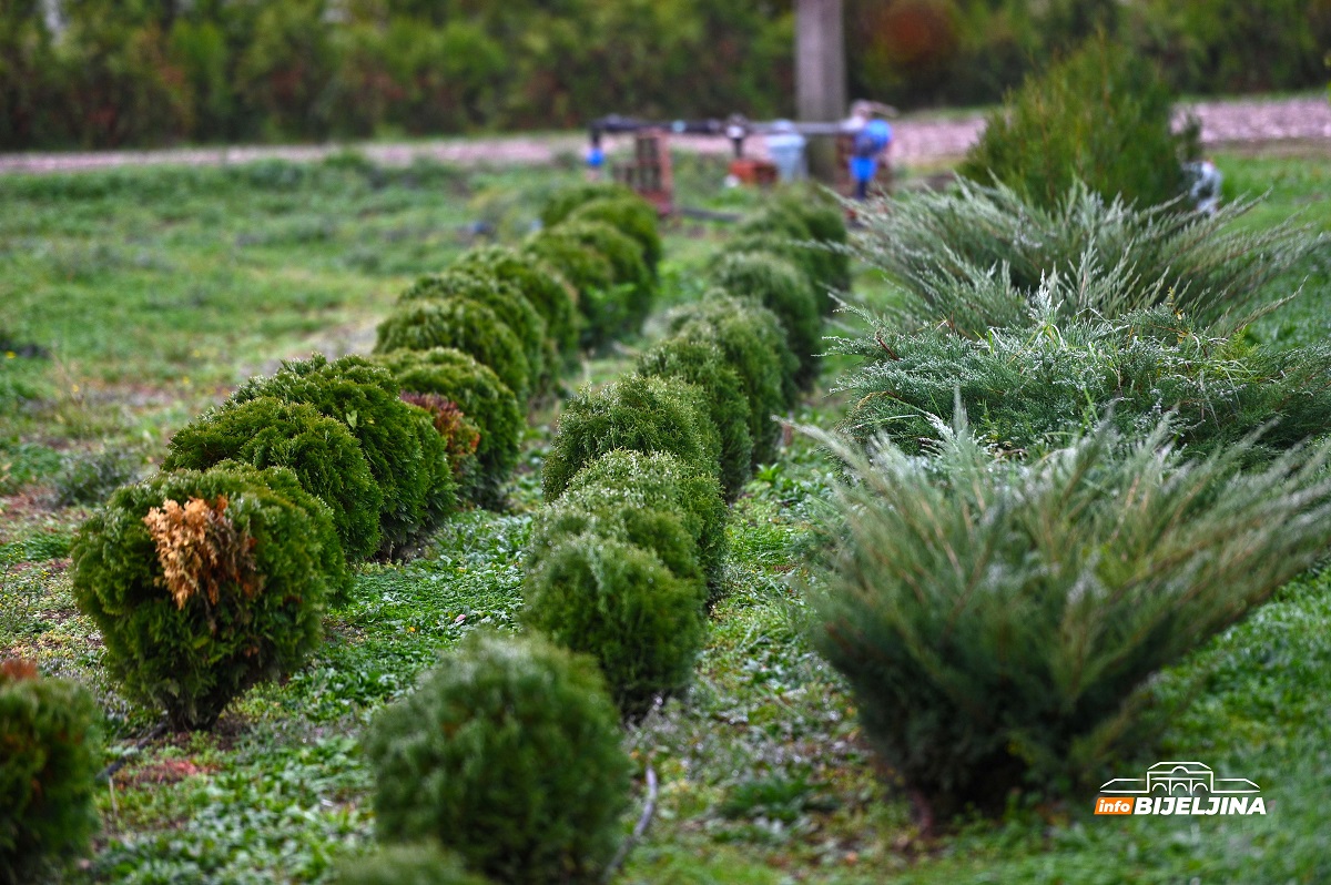 InfoBijeljina u posjeti rasadniku 