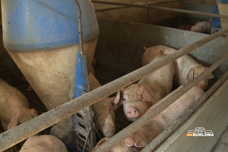 Da li bolesti iz regiona prijete farmama u Semberiji: “Nema opuštanja, svi moramo biti na oprezu”