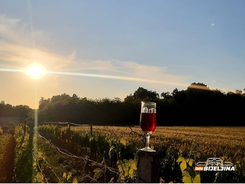 Mladi Semberac se vratio iz Slovenije i posvetio vinogradarstvu: Potražnja dokazuje da sam na pravom putu