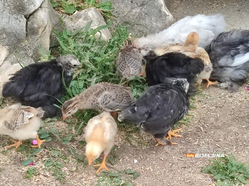 InfoBijeljina u selima u koja se mnogi vraćaju i grade: “Ne treba mi pasoš, para se ovdje može zaraditi” (FOTO)