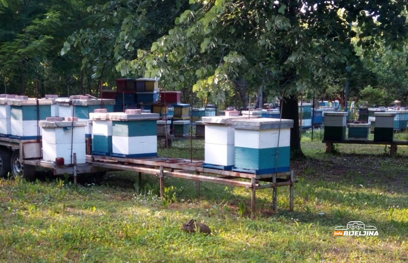 Pčelari u Semberiji planiraju ujedinjenje, izgubili 1.300 društava: “Analize pokazale da je lani postojao neki okidač”