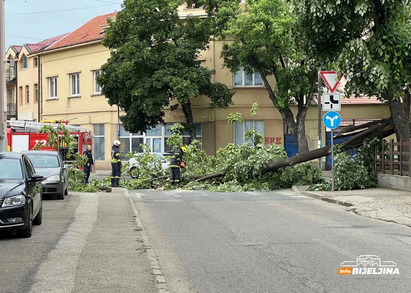 Bijeljina: Vatrogasci isjekli i uklonili stablo koje je palo na ulicu (FOTO)