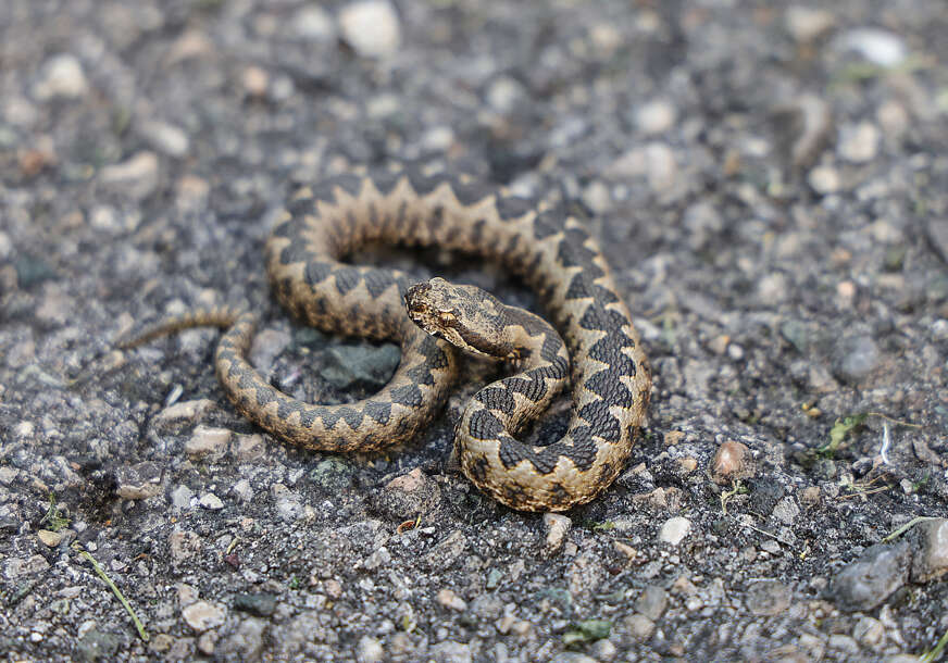 Ujed poskoka ostavlja strašne posljedice, ovo treba da uradite ako vas ugrize