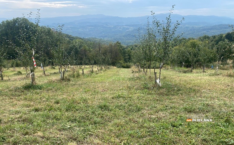 Mile Stević (29) iz Lopara zasadio 1.000 šljiva, otkriva šta mu je najviše pomoglo: “Ide mi od ruke, vidim perspektivu”