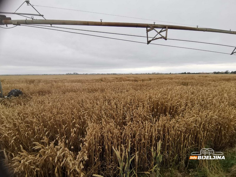Žetva u Semberiji pri kraju, poljoprivrednici otkrili koju će cijenu žita tražiti (FOTO)