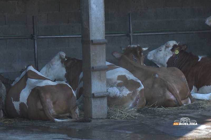 Da li bolesti iz regiona prijete farmama u Semberiji: “Nema opuštanja, svi moramo biti na oprezu”