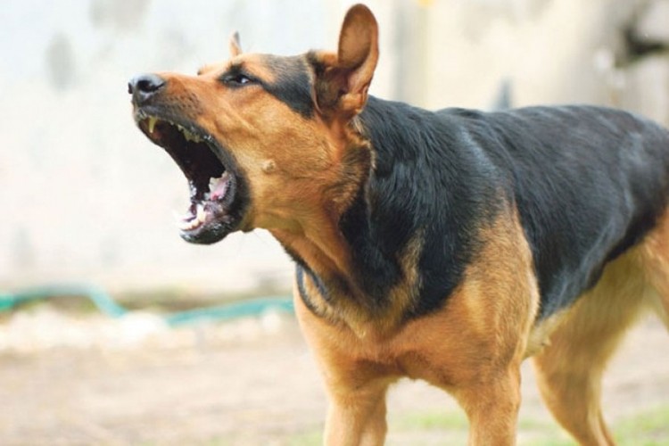 Banjalučanku ugrizao pas na ulici, prebačena na UKC RS