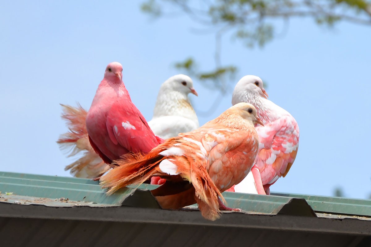 Opasan trend farbanja golubova u svrhu otkrivanja pola djeteta