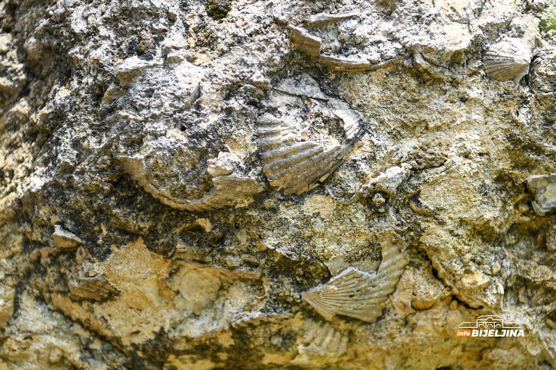 Semberija krije fosile Panonskog mora: Svijet koji je nestao prije miliona godina /FOTO; VIDEO/