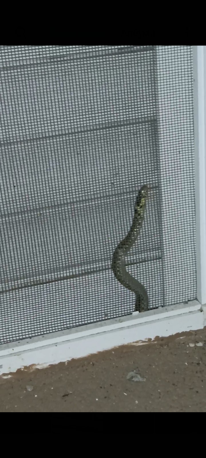 Otkrili leglo zmija u kući: Ne znaju šta da rade i kome da se obrate (FOTO)