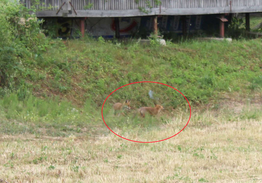 BANJALUČANI U STRAHU Lisice sve bliže gradskom području (FOTO)