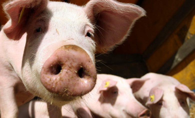 Pogledajte KOLIKO KOŠTAJU TOVLJENICI i zašto VIŠE VOLIMO POLUTKE