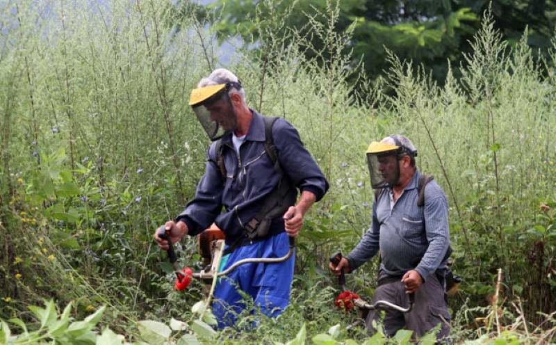 Bijeljina: Uklanjanje ambrozije sa 600.000 kvadrata javnih površina