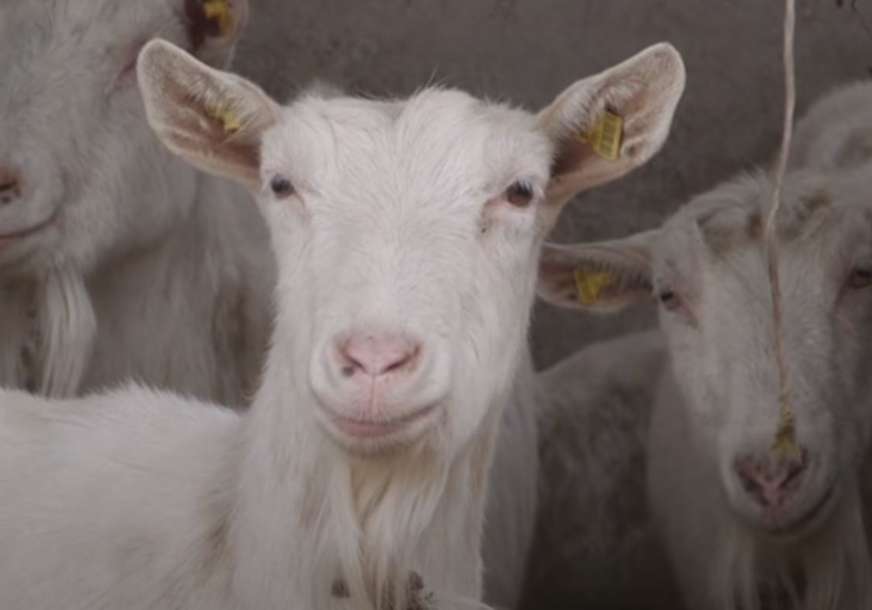 Sara (11) usvaja napuštene životinje i dovodi ih u svoj dom (FOTO)