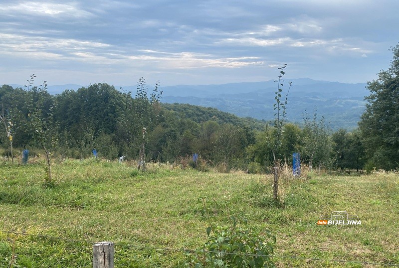 Mile Stević (29) iz Lopara zasadio 1.000 šljiva, otkriva šta mu je najviše pomoglo: “Ide mi od ruke, vidim perspektivu”