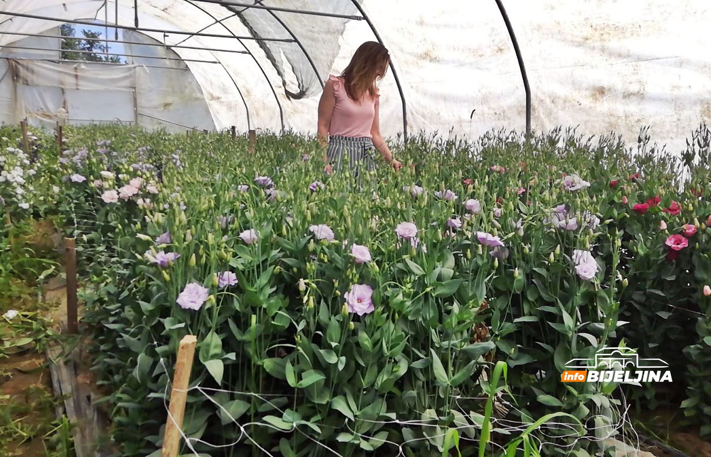 U Semberiji sve zastupljenija i proizvodnja cvijeća (FOTO)