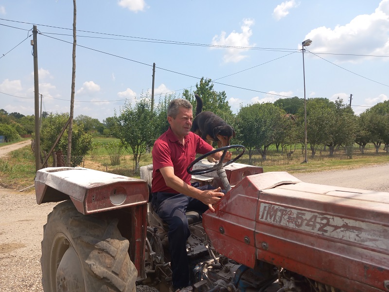 Pas Fifi ne silazi sa traktora, sa vlasnikom uzorao hiljade hektara (FOTO)