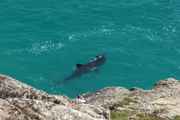 Herceg Novi: Ajkula plivala uz samu obalu, turisti zanijemili od straha