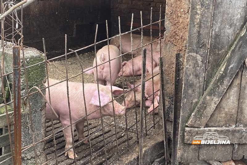 Prasići poskupjeli pred slave: Uzgajivači najavljuju dalji rast cijena do Božića