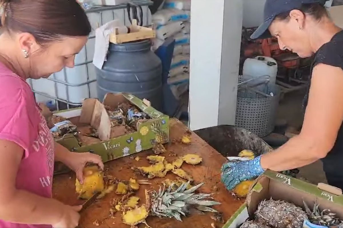 Šljiva nema, al’ biće kazan pun: Aleksandar peče ananasovaču