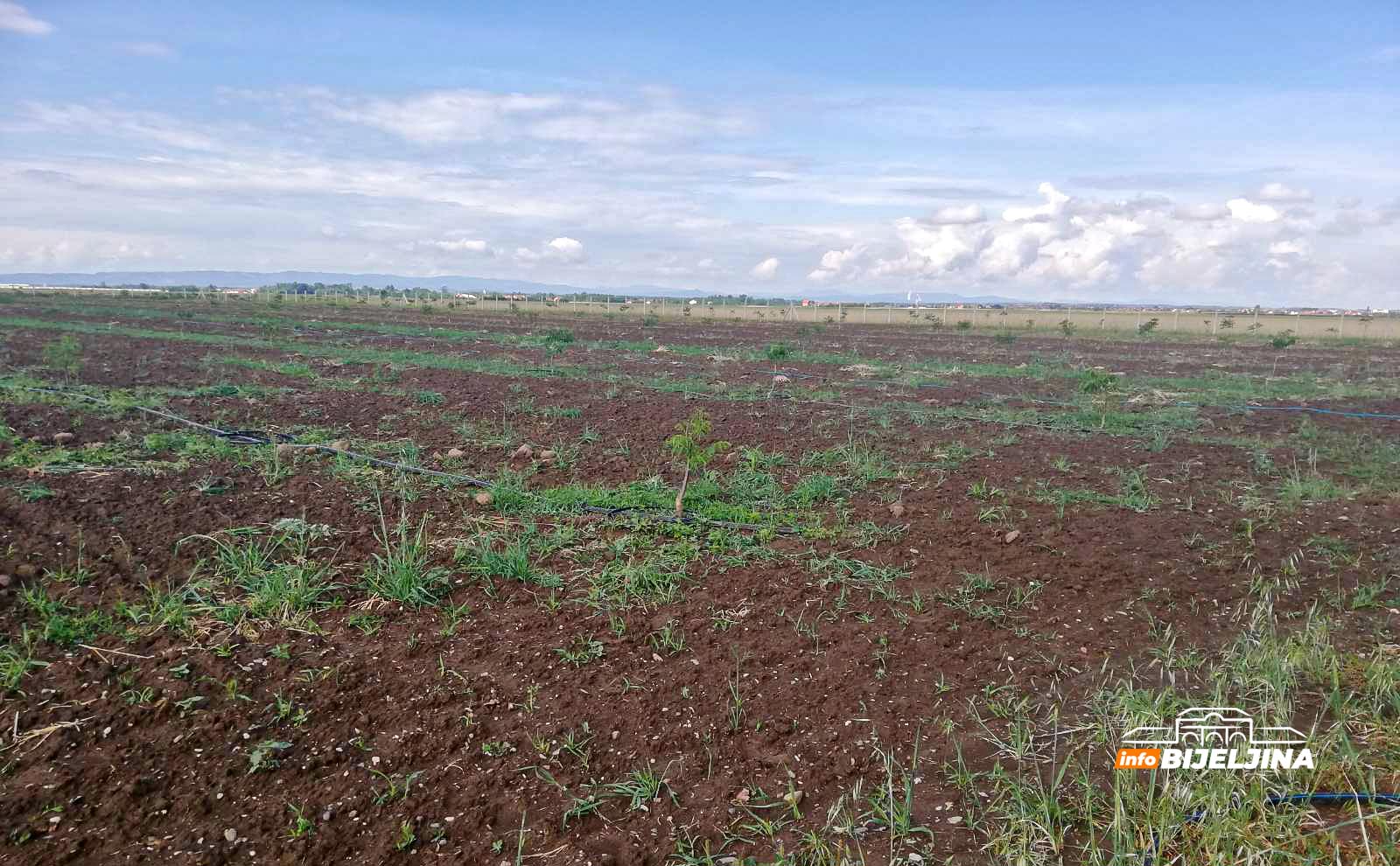 Agronom zasadio 433 stabla oraha u Semberiji: Ulaganje u budućnost koje će se isplatiti (FOTO)