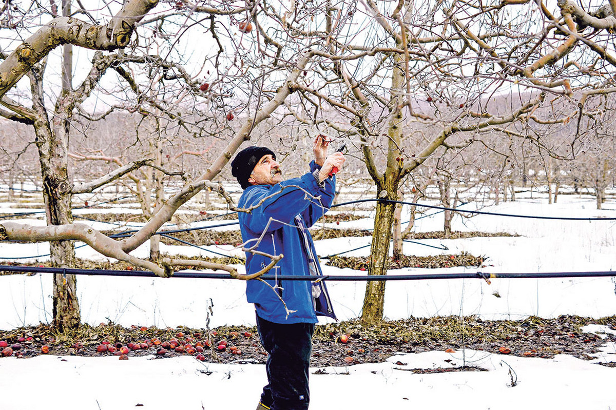 Minus stigao u pravi čas za voćke