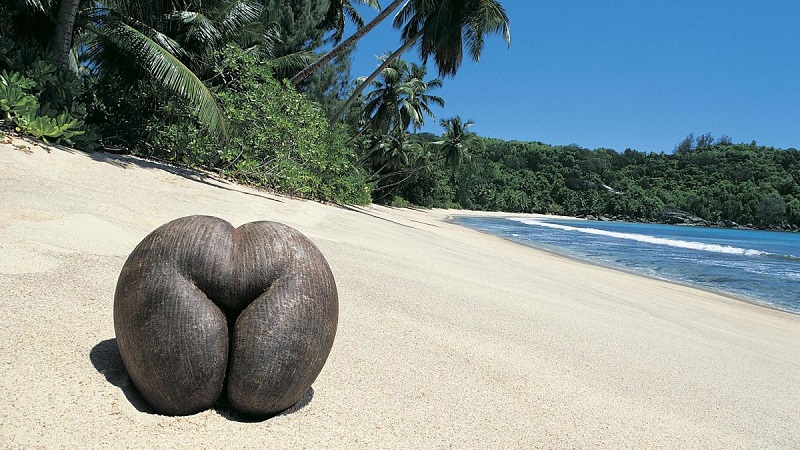 Nestvarni darovi prirode: 10 najčudnijih voćki na svijetu