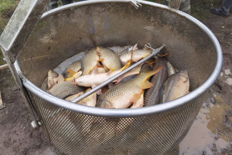 Ribnjaci se dave u problemima