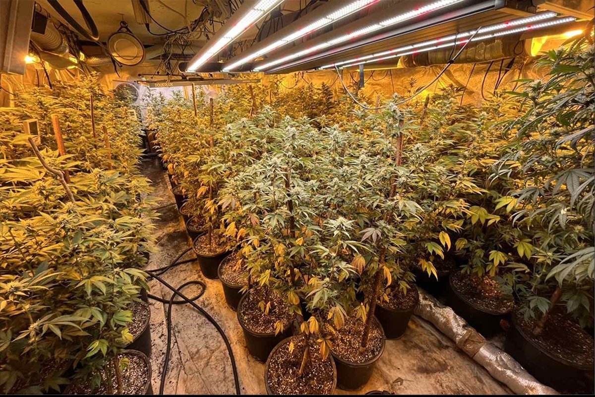 U BiH pronađena droga: Zaplijenjena vrijednost milion KM, pronađene dvije laboratorije