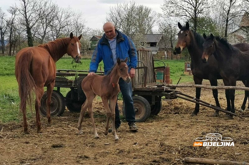 Zanimljivost iz semberskog sela Popovi: Kobila Džiju Džica ukazala da dolazi lijepo vrijeme