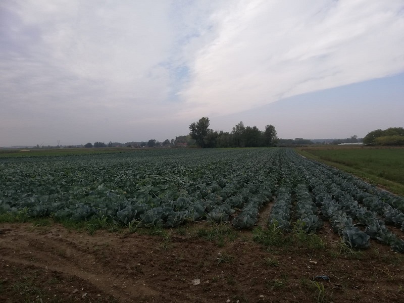 Kvalitet semberskog kupusa je neupitan, mora se urediti tržište i privući ozbiljni kupci 