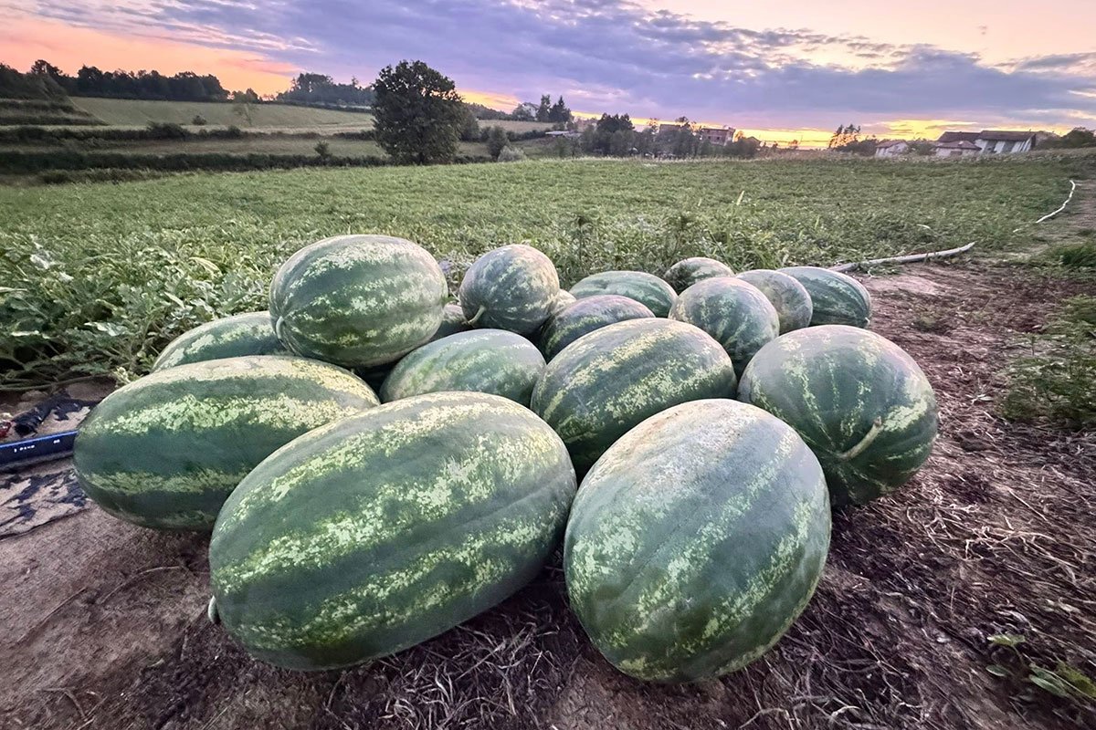 Od polja do trpeze: Kako cazinska lubenica osvaja kupce