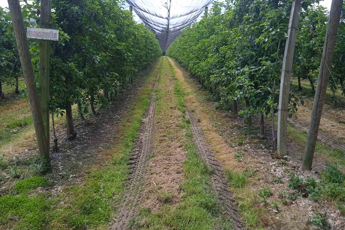 Ratari i voćari u problemu, kasni mrazevi i obilne kiše umanjili prinose