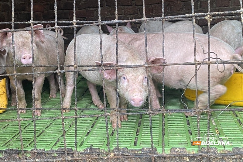 Semberski farmer prodao sve: Hoće li pred Đurđevdan i Markovdan biti nestašice  kvalitetnih prasadi?