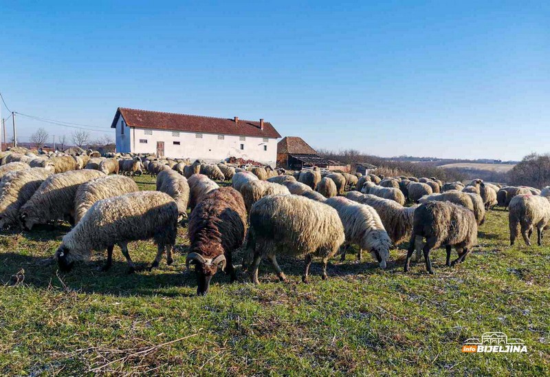 Semberija: Zbog nestašice prasadi drastično poskupjela jagnjad (FOTO)