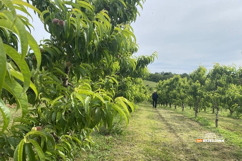 Nema šljive na Majevici – hoće li postati luksuz kao trešnja?