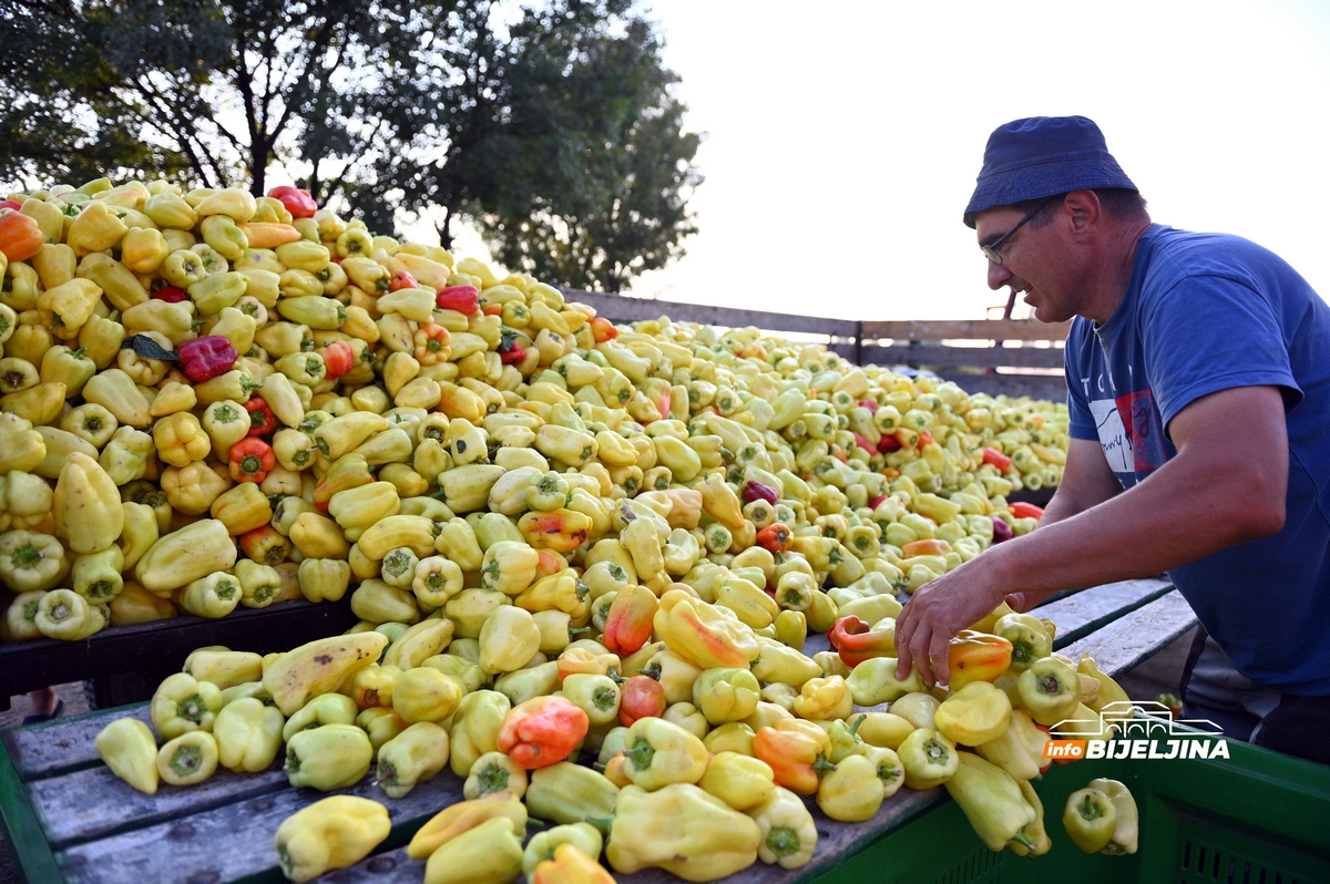 Zadruga “Povrtlarstvo” pronašla put do kupaca: Sembersko povrće šalju i u inostranstvo, Slovenci prezadovoljni (FOTO)