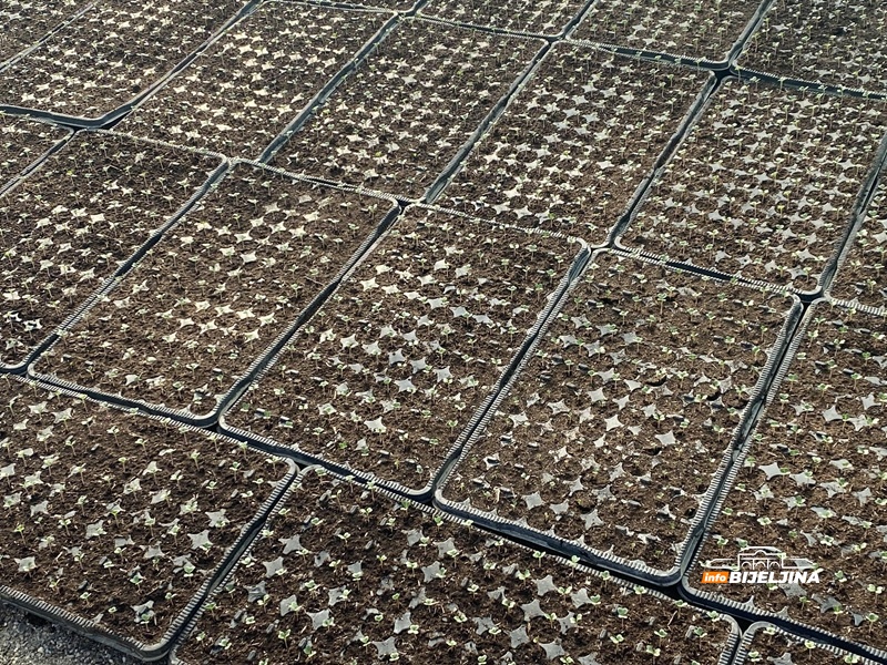 Skupa proizvodnja, jeftina prodaja: Hoće li se semberskim povrtarima isplatiti ovogodišnja sjetva?